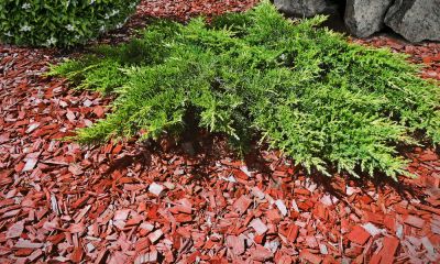 Get a Uniform and Pleasing Appearance with Mulch Installation!