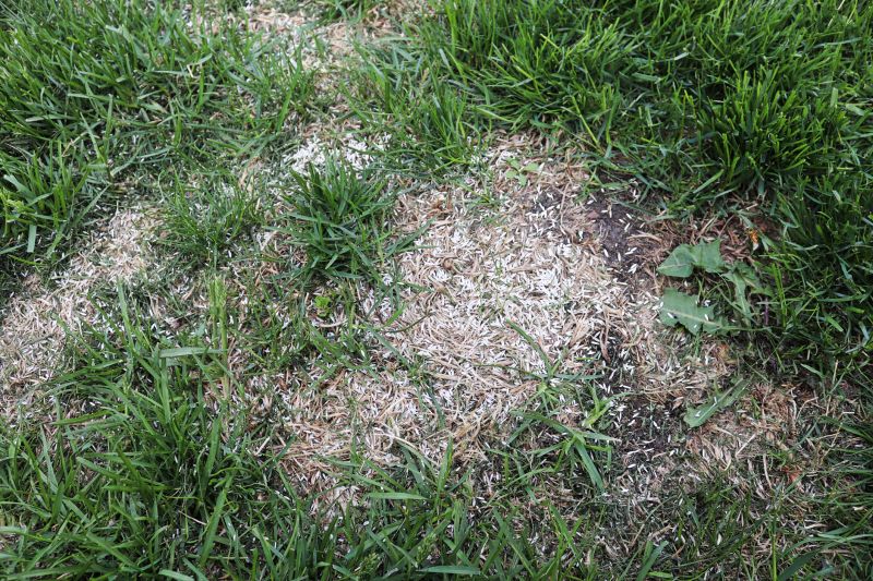 Lawn Damage from Improper Raking