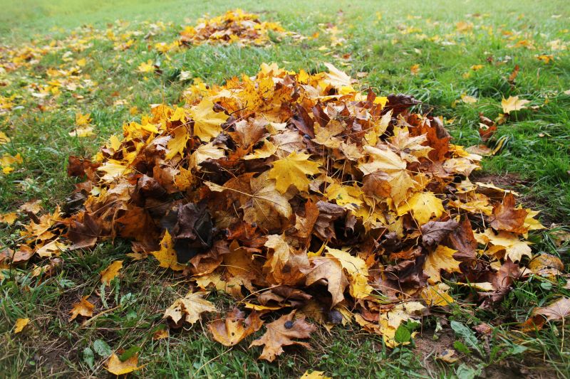 Clean Lawn with Mulched Leaves